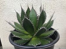 Beautiful large agave for sale  Carlsbad