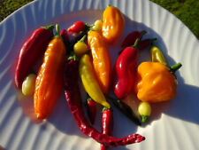Chilli seeds mix...... for sale  HEREFORD