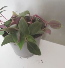 Tradescantia pflegeleichte zim gebraucht kaufen  Höxter