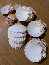 Coquilles jacques vides d'occasion  Beaugency