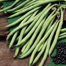 French bean seeds for sale  STOCKPORT