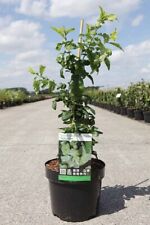 Hardy perennial japanese for sale  IPSWICH