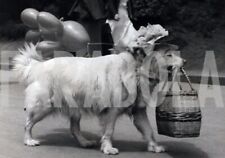 Vintage giappone cane usato  Roma