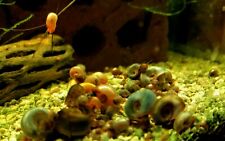 Live ramshorn snails for sale  Cairo