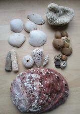 Mixed sea shells for sale  STAFFORD