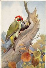 Green woodpecker winifred for sale  WALLSEND