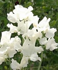 Sweet pea swan for sale  LOUGHBOROUGH