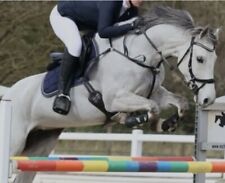 Schockemohle breastplate cob for sale  CHEPSTOW