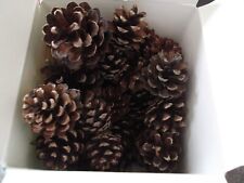 Fir pine cones for sale  NORWICH
