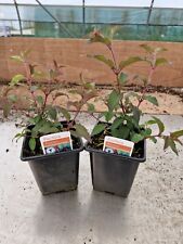 Fuchsia riccartonii for sale  FORDINGBRIDGE