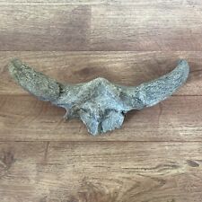 Animal skull horns for sale  STOKE-ON-TRENT