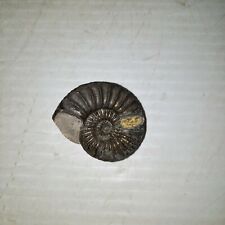 1.5" Pyritized Ammonite Fossil  for sale  Shipping to South Africa