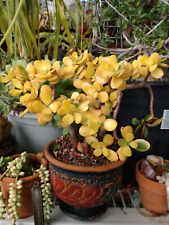 Golden jade crassula for sale  San Diego