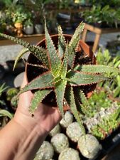 Aloe hybrid christmas for sale  Barnesville