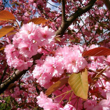 Japanese flowering cherry for sale  NEWTOWNARDS