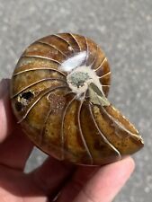 Fossil nautilus. polished. for sale  AXMINSTER