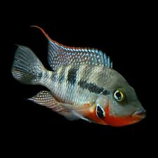 Thorichthys meeki firemouth for sale  GLASGOW