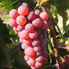 Plant raisin somerset d'occasion  Expédié en France