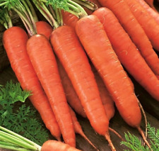 Carrot karlena easy for sale  CARSHALTON