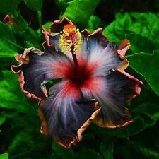 Madagascar hibiscus moscheutos for sale  Marietta