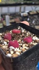 Conophytum maughanii ssp d'occasion  Expédié en France
