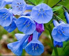 Virginia bluebell flowers for sale  Mcminnville