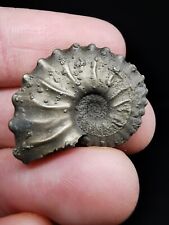 Fossile ammonite pyrite d'occasion  Velaux