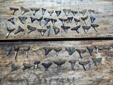 Lot fossilized shark for sale  Bradenton