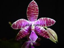 Phalaenopsis lueddemanniana qu gebraucht kaufen  Stammheim
