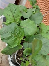 Solanum chrysotrichum piante usato  Gioiosa Marea