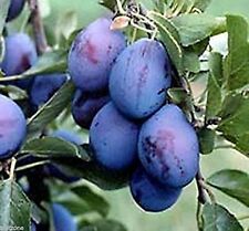 Vancouver island damson for sale  Shipping to Ireland