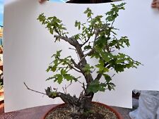 Pre bonsai esemplare usato  Siracusa