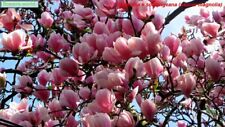 Pianta magnolia soulangeana usato  Altamura