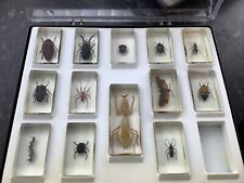 Insects bugs resin for sale  GRIMSBY
