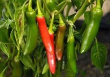 Serrano pepper seeds for sale  Bothell