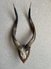 Vintage mounted kudu for sale  LOUGHBOROUGH