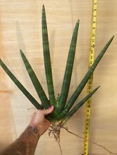 cactus plant cuttings for sale  Oakland