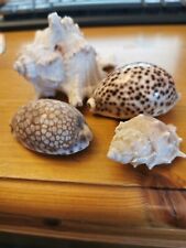 Real sea shells. for sale  BOSTON