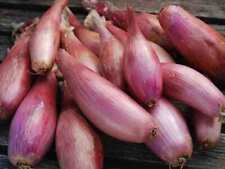 shallot sets for sale  STOCKPORT