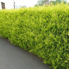 Gold leylandii hedging for sale  Shipping to Ireland