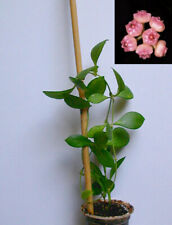 Hoya heuschkeliana bouture d'occasion  Toulouse-