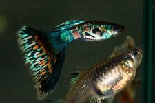 Fancy guppies fry for sale  Riverview