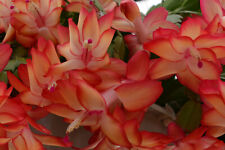 Thanksgiving christmas cactus for sale  Camden Wyoming