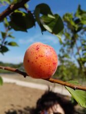 Aprikose bergeron gebraucht kaufen  Uerdingen