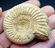 Fossil dichotomosphinctes ammo for sale  BECCLES