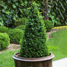 Garden topiary boxwood for sale  UK