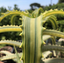 Aloe arborescens froma usato  Napoli