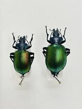 Entomology Taxidermy: Calosome .pair. 1995 France for sale  Shipping to South Africa