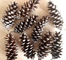 Wow real pinecones for sale  Southampton