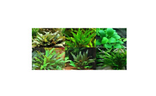 Cryptocoryne anubia assortimen d'occasion  Krautergersheim